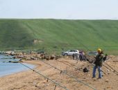 Под Керчью, на «перемычке» ловят пиленгаса