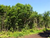 Парень из Крыма в лесополосе убил девушку
