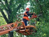 За самовольный спил деревьев в Феодосии накажут