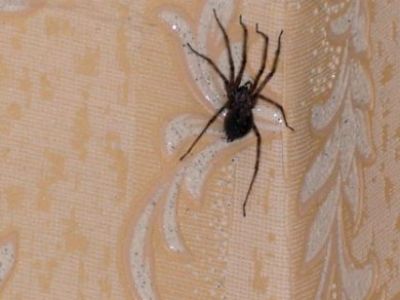 � ����� ��� ���������� ������