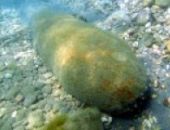 Возле Феодосии в море нашли донную мину