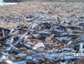 В Крыму на берег выбрасывает хамсу