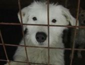 Граждан предложили обложить налогом на бездомных собак