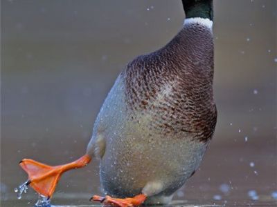 � ����� ����� �� ������� ����������� ������