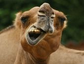 Таможенники не знают, что делать с конфискованными верблюдами