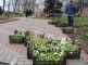 В Керчи высадят 6 тысяч цветов В Керчи высадят 6 тысяч цветов