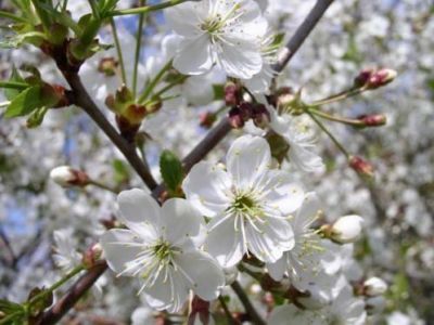 � ����� ���������� ������� �� ����������
