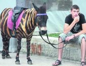В Крыму пляжные фотографы выкрасили ослика под зебру