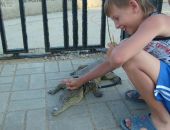 Туристов Крыма призвали не фотографироваться с животными