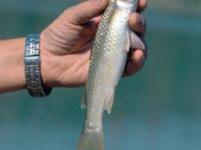 � ���������� ������ ��������� 2 �������� ������ ���������