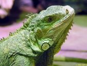В Крыму из дома сбежала полутораметровая игуана