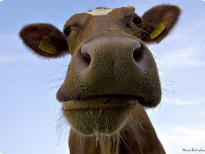 � ����� ������� ������ �� �����������