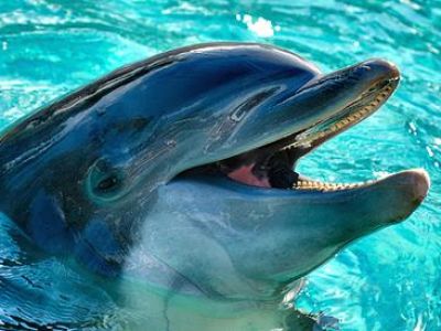 � ��������� ����� ��� ���� ��������