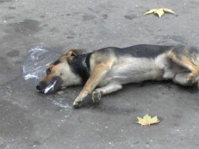 � ����� ������� ������ �����