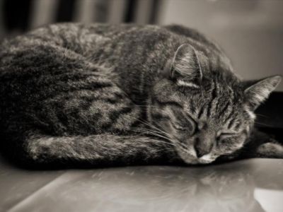� ��������� ��� ������� ��������
