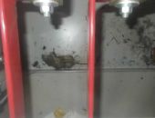В аварии на "Фукусиме" виновата крыса