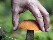  В Крыму четверо туристов отравились грибами