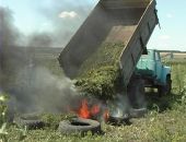 На Харьковщине милиция сожгла 12 миллионов кустов конопли.