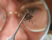 В Киеве от укуса клеща умер 6-летний ребенок