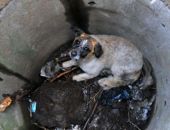 В Феодосии большая собака провалилась в люк