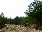 В Севастополе вырубают деревья ради постройки коттеджей