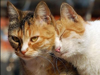 � �������� ������ ��������� ��������