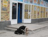 В Коктебеле собаки нападают на прохожих 