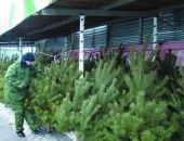 Крым  может остаться без новогодних елок