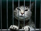 Приставы перестанут забирать домашних животных у должников 